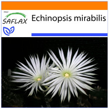 SAFLAX - Garden in the Bag - Flower of Adoration - 40 seeds - With substrate in a fitting stand up bag - Echinopsis mirabilis