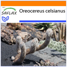 SAFLAX Garden in the bag - Orocereus - 40 semi - Oreocereus