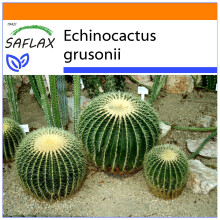SAFLAX Garden in the bag - Cuscino della suocera - 40 semi - Echinocactus