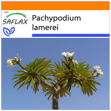 SAFLAX Garden in the bag - Palma del Madagascar - 10 semi - Pachypodium