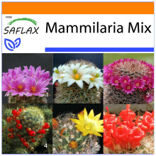 SAFLAX Garden in the bag - Mammillaria (mix) - 40 semi - Mammilaria