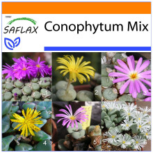 SAFLAX Garden in the bag - Conophytum (mix) - 40 semi - Conophytum
