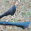 (1) Trekking Pole Accessory Horseshoe - Black 9