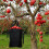 (1) Fruit picking bag 3