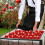 (1) Fruit picking bag 8