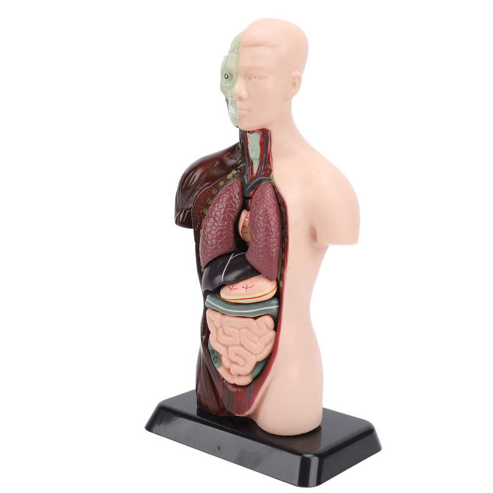 Science Educational Human Body Structure Model Anatomy & Organs Learning Kit
