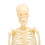 Modelo de esqueleto humano articulado de plástico desmontable 11