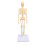 Modelo de esqueleto humano articulado de plástico desmontable 15