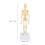 Modelo de esqueleto humano articulado de plástico desmontable 2