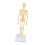 Modelo de esqueleto humano articulado de plástico desmontable 8