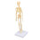 Modelo de esqueleto humano articulado de plástico desmontable 13