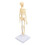 Modelo de esqueleto humano articulado de plástico desmontable 10