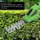 Versatile 2 in 1 Cordless Hedge Trimmer & Grass Shear 1300MAH 6