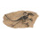 Educational Dinosaur Fossil Skeleton Replica Resin Statue for Office & Learning 15