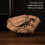 Educational Dinosaur Fossil Skeleton Replica Resin Statue for Office & Learning 5