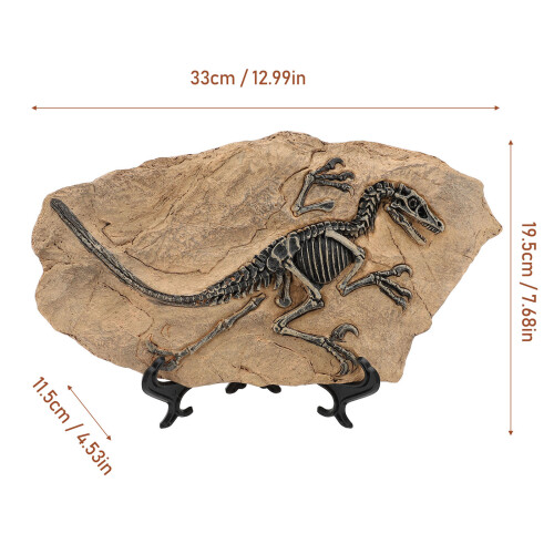 Educational Dinosaur Fossil Skeleton Replica Resin Statue for Office & Learning 1