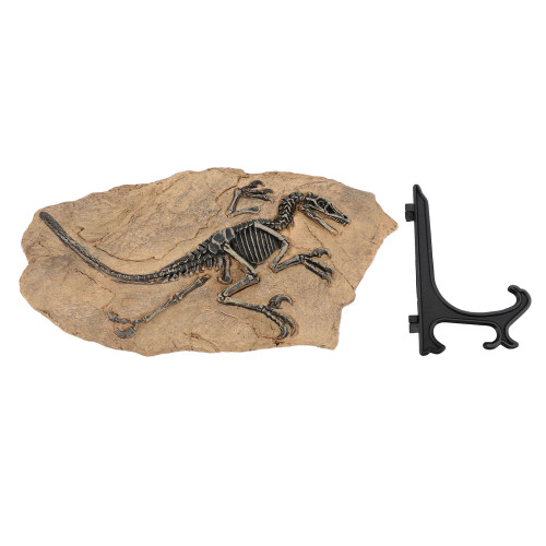 Educational Dinosaur Fossil Skeleton Replica Resin Statue for Office & Learning 2
