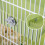 Ensemble échelle-plateforme pour hamster de type L — grand espace 9