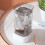 Modello: Cleaner Clear View 600ml 187x85x85mm 4