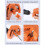 Ensemble d'affûteurs de mèches de perceuse, 10 pièces, 2-16 mm, orange 12