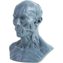 Human Bust Sculpture Resin Plaster Cast Artist Model Decor Gery Life Size Sketch Style