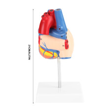 Menschenherzmodell in Originalgröße mit Basis, 21cm, PVC, abnehmbare Teile