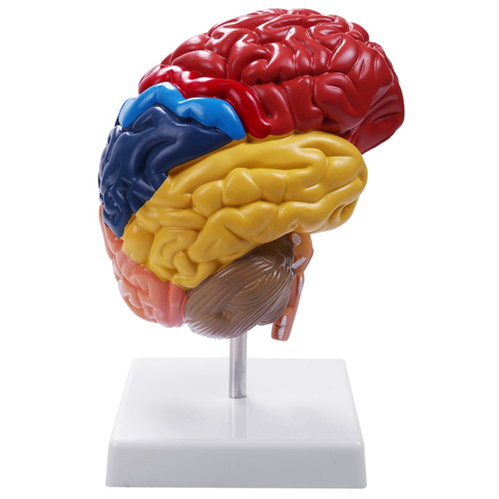 Cerebral Anatomical Model Anatomy 1:1 Half Brain Brainstem 4712187033004