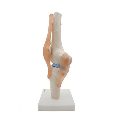 Anatomical Knee Joint with Ligaments Model, Life Size 1