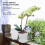 5 pezzi di vasi per orchidee - plastica trasparente, 140 mm/5,5 in 7