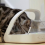 Selective-Automatic Pet Feeder Makes Meal Times Stress-Free 5