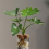 Hydroponic plant bottle Mini hydroponic plant vase 7