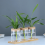 Hydroponic plant bottle Mini hydroponic plant vase 6