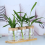 Hydroponic plant bottle Mini hydroponic plant vase 5