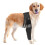 Ginocchiera per cane regolabile antiscivolo 9