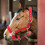 6mm Thick Red Adjustable Horse Bridle Control Halter Riding Accessories 7