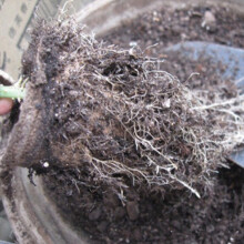 50Pcs Eco-Friendly 8x8cm Round Pulp Peat Plant Nursery Pots