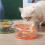 Gamelle inclinée pour chat 500 ml verte support détachable 14