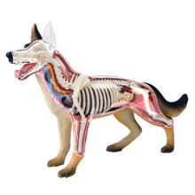 Anatomiemodel van dierlijke organen 4D-hondintelligentie Speelgoed in elkaar zetten Lesgeven DIY-apparaten