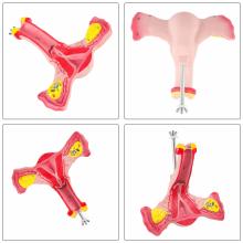1:1 Menselijke vrouwelijke baarmoeder, eierstok, eileiders, model, anatomische anatomie, lesmateriaal