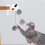 Palla automatica per gatto in ABS + peluche coniglio 2xAAA 16