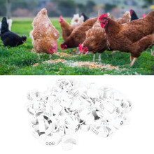 100 Stück Hähnchenbeinringe, farbige Clip-on, robuste Kunststoffnummernbänder für Vögel, Enten, Gänse, Hühner, 100 Stück weiße Ringe