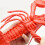 Giocattolo che fa squittire a forma di aragosta - Plastica morbida realistica 9