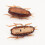 Juguete electrónico de cucaracha, plástico, batería incluida 6