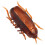 Juguete electrónico de cucaracha, plástico, batería incluida 9