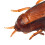 Juguete electrónico de cucaracha, plástico, batería incluida 7