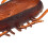 Juguete electrónico de cucaracha, plástico, batería incluida 3