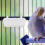 5Pcs White Parrot Feeding Container Thick Plastic for Pigeon Cage Use 6