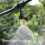 40 Pcs Adjustable Misting Nozzle for Gardening Sprinkle Brass Watering 6
