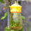 4 Pack Fly Reusable Traps, Fruit Traps Catcher Outdoor 3
