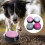 4PCS Voice Recording Buttons for Pets, ABS, 4 Colors, Multi-Function 4